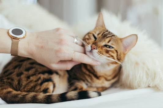 Come diluire il Betadine per gatti: guida sicura passo passo