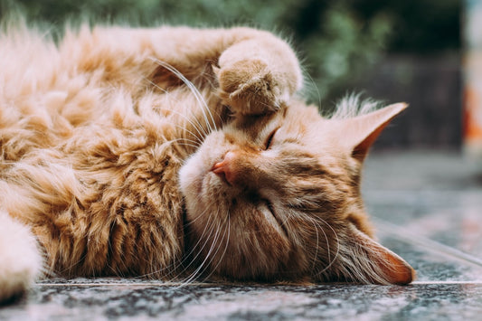 Giardino a Prova di Cane e Gatto: Come Creare uno Spazio Verde Sicuro e Felice