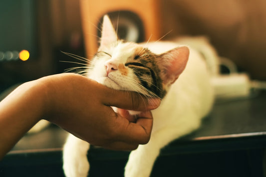 Gatto abbandonato: come riconoscerlo, cosa fare e chi chiamare per salvarlo
