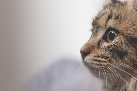 Omeopatia per Gatti: Cosa Sapere Prima di Scegliere