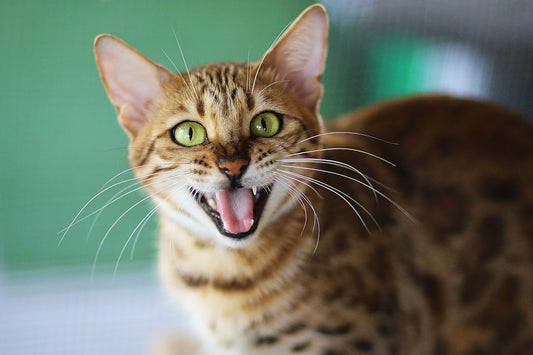 Quando il gatto cambia i denti: cura e tempistiche