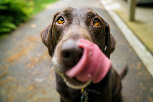 Beagle: guida completa all’alimentazione per un cane sano e felice