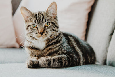 Donazione di sangue nel gatto: come funziona e cosa sapere