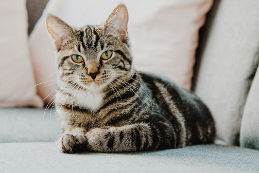 Odori che non piacciono ai gatti: quali sono e perché il tuo micio storce il naso