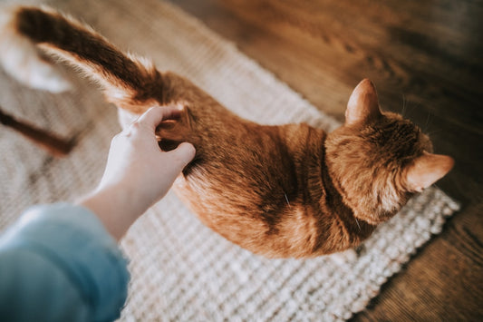 Spazzola per peli gatto: quale scegliere per pelo lungo e corto