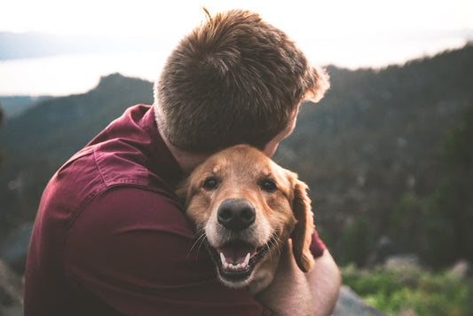 Il cane vomita: cause, colori e quando preoccuparsi