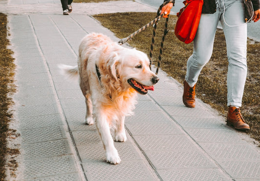 Cane ti segue fino a casa: cosa fare (e cosa dice la legge)