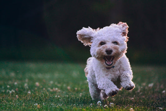 Treibball per cani: cos'è, come iniziare e perché trasforma il tuo cane in un piccolo pastore felice