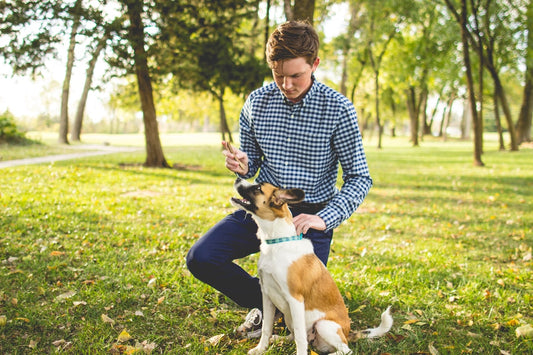 Advantix cane a cosa serve: guida all'antiparassitario