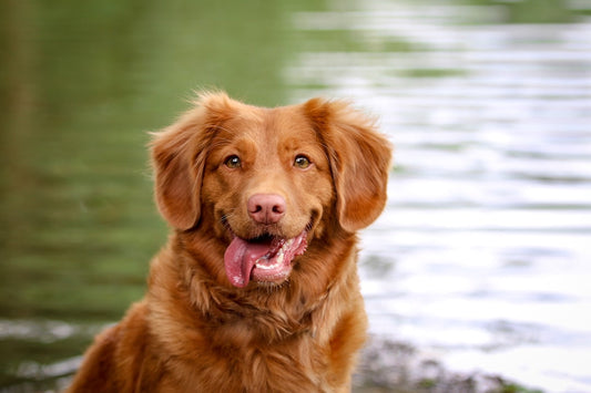 Clicker per cani: imparare giocando, rafforzare il legame