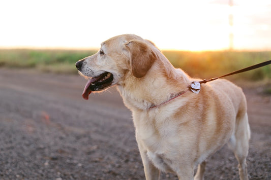 Antiparassitario per cani: guida completa alla protezione
