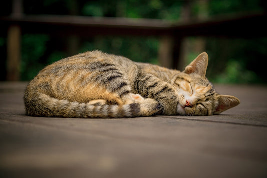 Il gatto: tutto quello che devi sapere sul tuo felino domestico