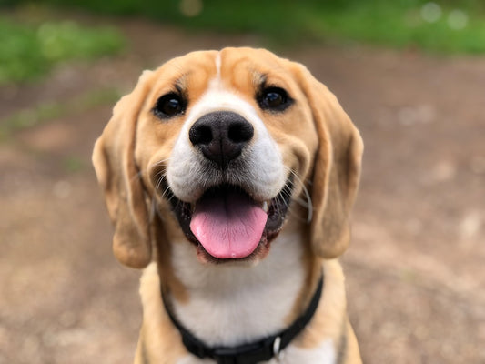 Razze di Cani da Combattimento: Cosa Significa Davvero e Come Scegliere un Cane Responsabilmente