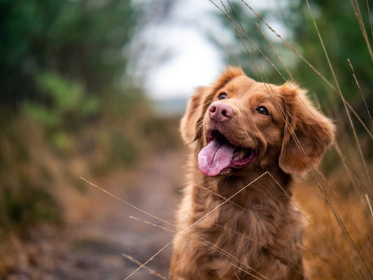 Advantix cane: dopo quanto fa effetto e cosa aspettarsi