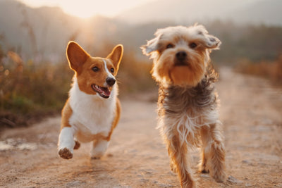 Sindrome vestibolare nel cane: cos'è, come riconoscerla e cosa fare