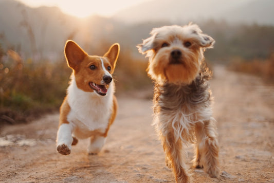 Cani e bambini: quali razze scegliere per una convivenza serena