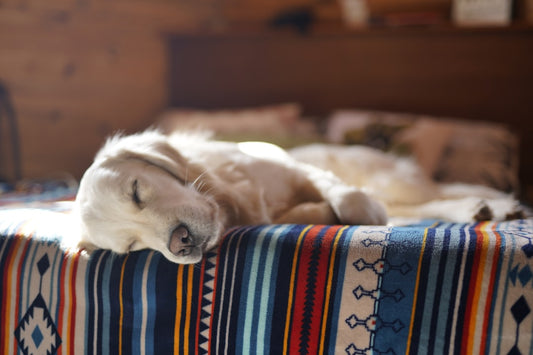 Cane stanco: sintomi, cause e quando preoccuparsi