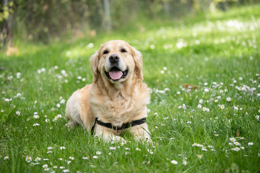 Betadine Diluito per Cani e Gatti: Guida all'Uso Sicuro