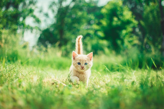 Gatti Teacup: Cosa Sono Davvero i Gattini Mini e Perché Non Sono una Razza