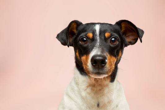 Alimentazione del Cane della Prateria: Guida Completa per una Dieta Sana ed Equilibrata
