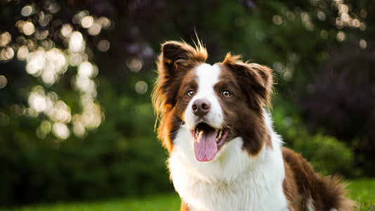 Il Cane Più Anziano del Mondo: Razze, Record e Segreti della Longevità Canina