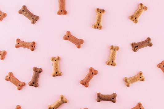 Allergie e reazioni avverse al cibo nel cane e nel gatto: come riconoscerle e cosa fare