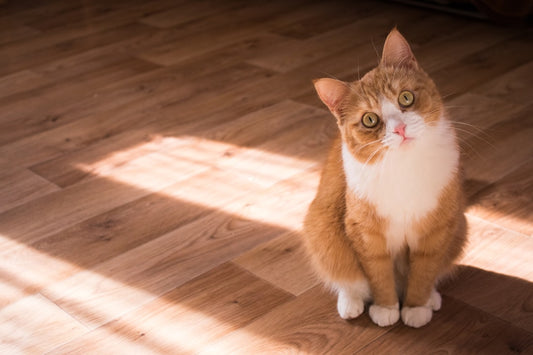 Il tuo gatto è in sovrappeso? Ecco come aiutarlo a dimagrire in modo sano