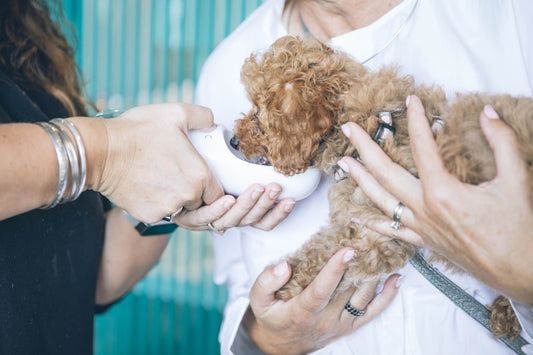 Anagrafe canina Campania: come registrare il tuo cane