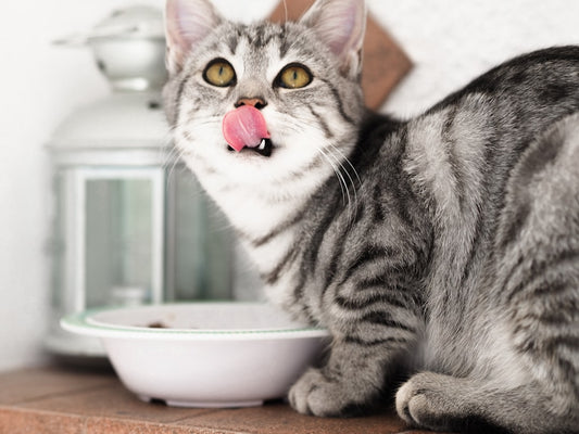 Cibo umido per gatti con problemi intestinali: guida completa