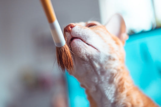 Spazzola per peli di gatto: quale scegliere per un pelo sano
