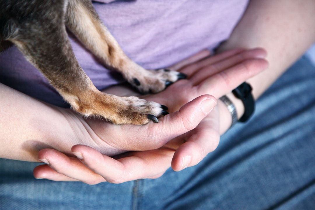 Ferite alle zampe nel cane: primo soccorso e gestione immediata