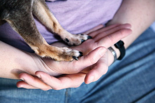Ferite alle zampe nel cane: primo soccorso e gestione immediata
