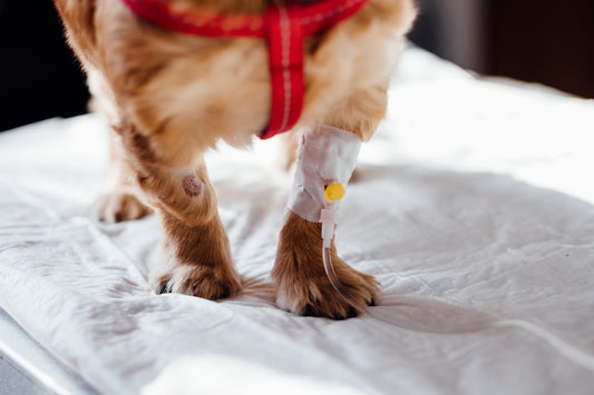 Come disinfettare una ferita del cane: guida passo passo