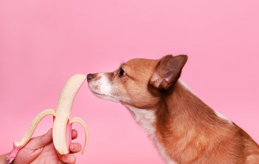 Zucchero di canna nella dieta del cane: fa male o è sicuro?