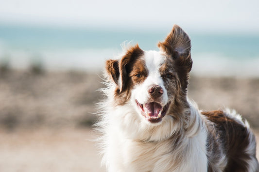 Perché il mio cane scava in giardino? Cause, soluzioni e cosa fare