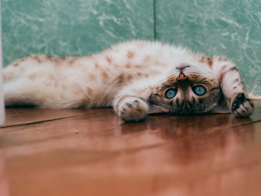 Anestesia nel gatto: cosa sapere per affrontarla con serenità