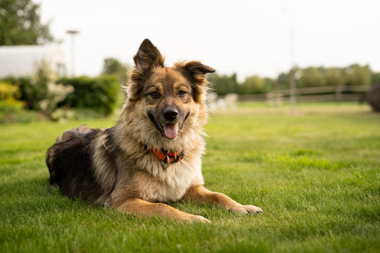 Psicologia Canina: Capire Davvero il Tuo Cane per una Convivenza Serena