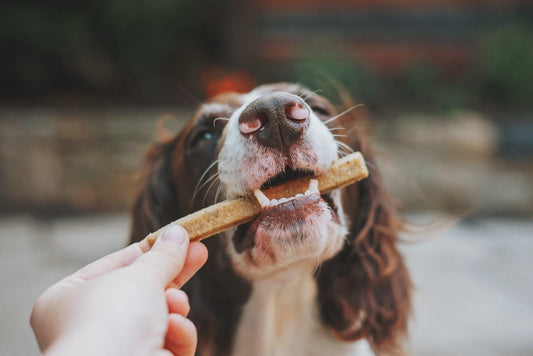 Alimentazione del Bulldog Francese: guida completa per una crescita sana