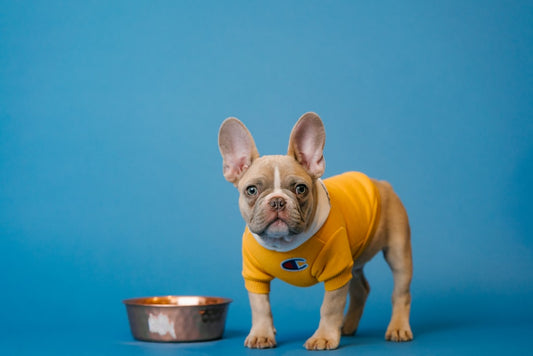 Cosa dare da mangiare al cane in estate: l’alimentazione ideale quando fa caldo