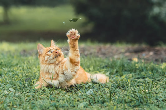 Come educare un gattino di 2-3 mesi: la guida per i primi passi insieme
