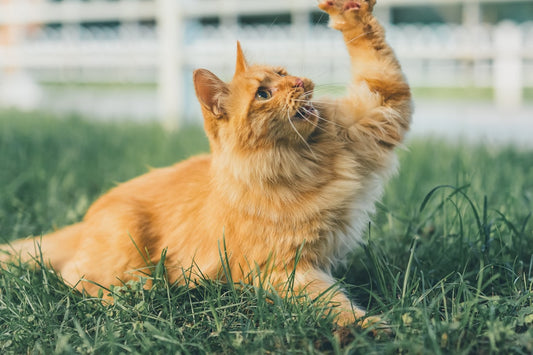 Il Gatto Siberiano: Carattere, Cura e Vita in Appartamento
