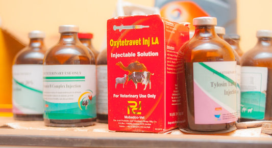 Spray antibiotico veterinario: a cosa serve e come si usa
