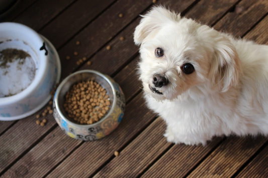 Come Cambiare Alimentazione al Cane: Guida Passo Passo per una Transizione Sicura