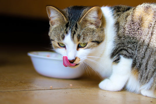 Miglior Cibo per Gatto che Vomita: Guida alla Scelta 2026