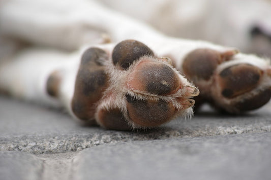 Amuchina per Pavimenti: Si Può Usare in Casa con il Cane?