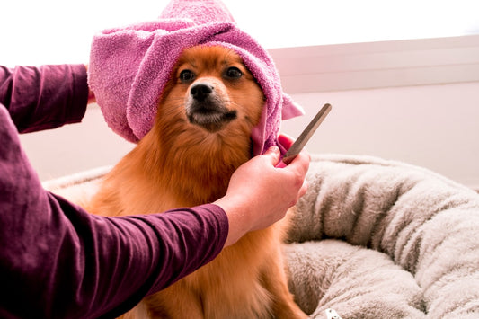 Cane senza pelo: guida completa alla cura del tuo amico a quattro zampe "nudo"