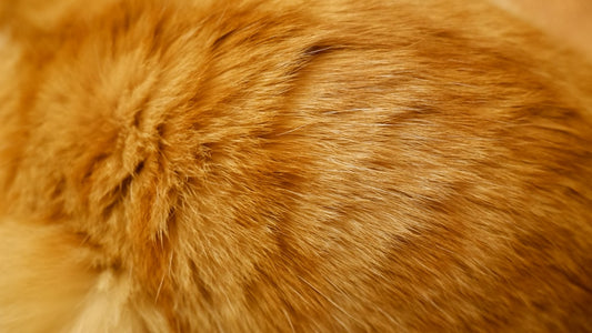 Dermatite nel cane: come riconoscerla, cosa la causa e come aiutare il tuo amico a quattro zampe