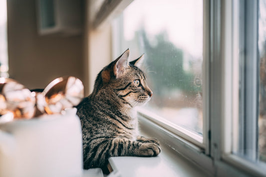 Bravecto Gatto: Guida Completa all'Antiparassitario Spot-On