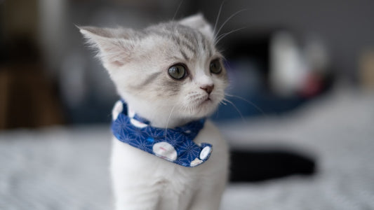 Collare con Campanellino per Gatto: Guida alla Scelta Sicura e Consapevole