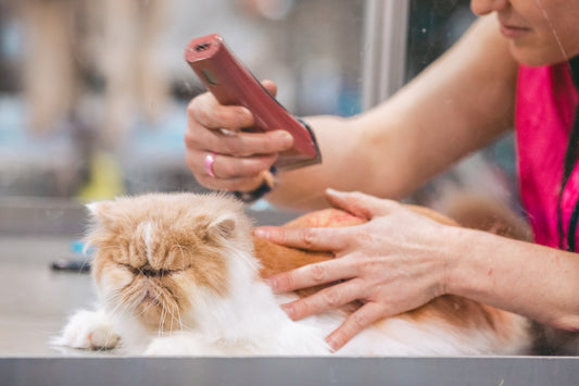 Spazzola per gatti: come scegliere quella giusta ed evitare errori